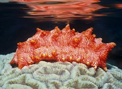 'RED-LINED' Sea cucumber. Kimbe Island. Walindi Plantatio... by Rick Tegeler 